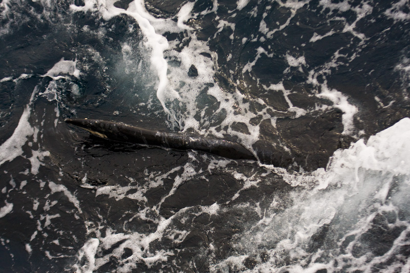 Humpback Whale